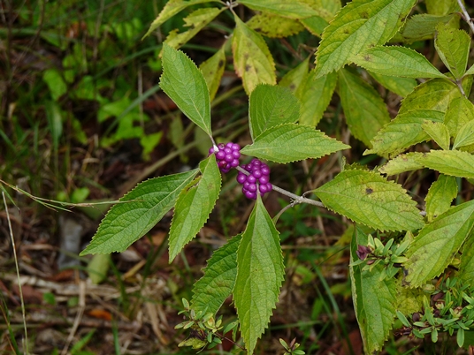 {Callicarpa americana}
